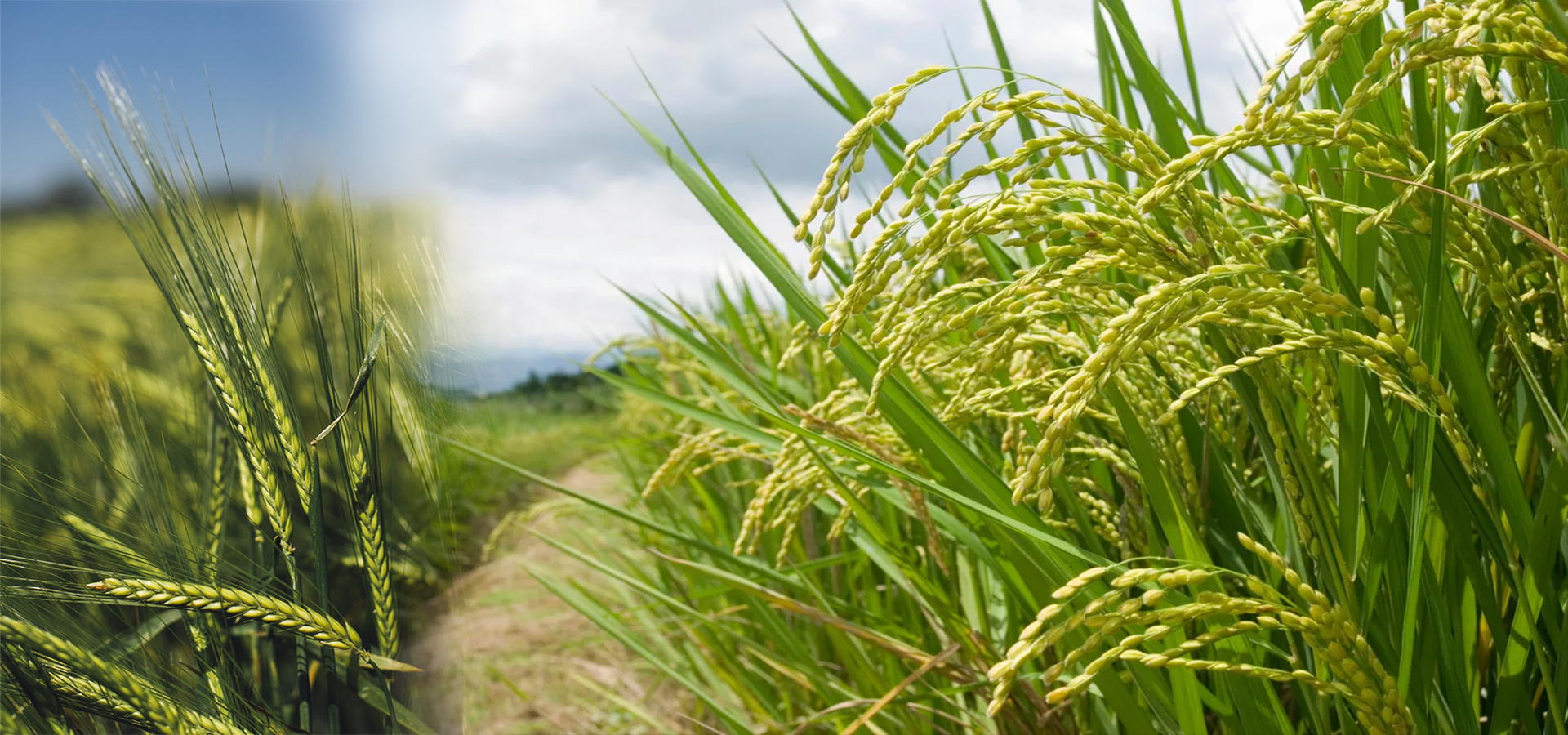 Mejores Servicios Proporcionados